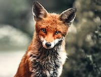 fox