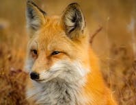 fox