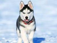 husky