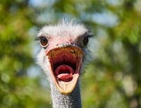 ostrich