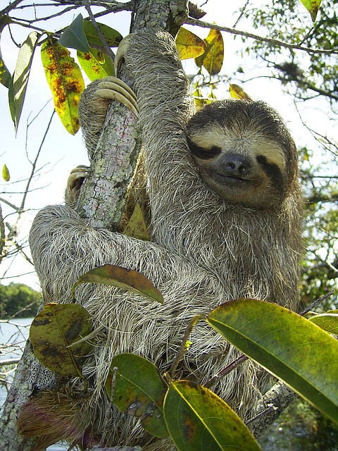 Pygmy Sloth