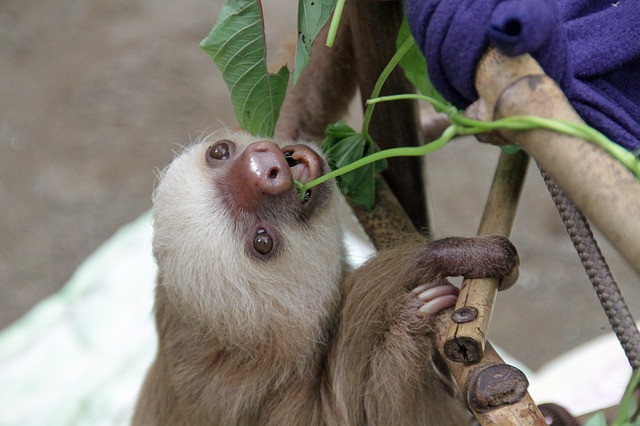 Sloth Eating